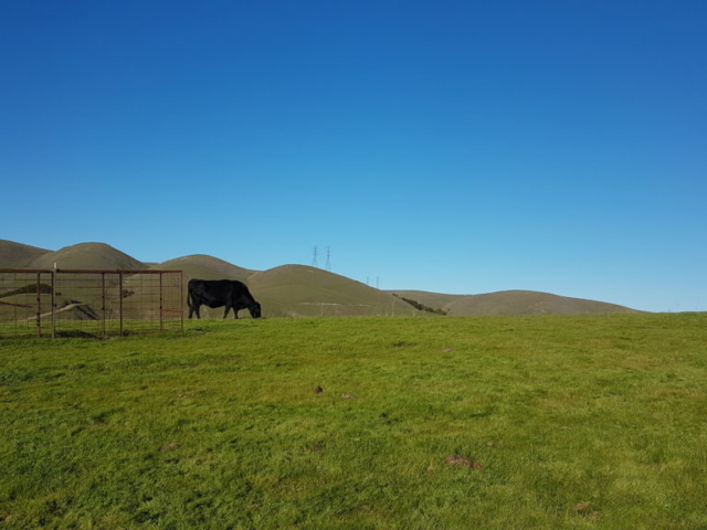 les vaches sur le Calaveras trail de Dublin Californie