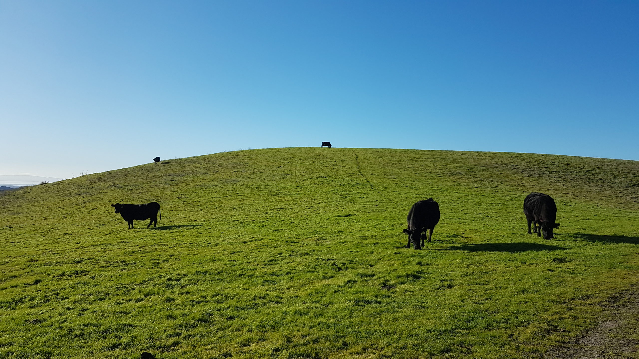les vaches sur le Calaveras trail de Dublin Californie