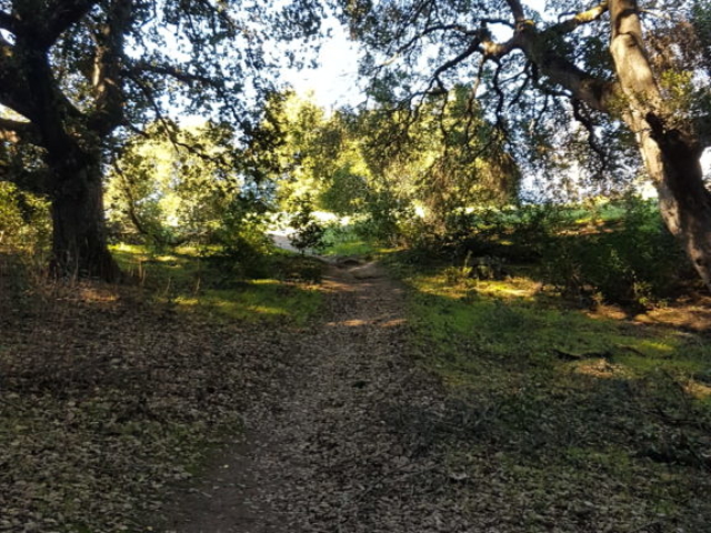 forêt pleasanton californie