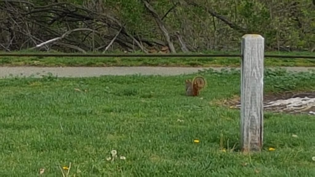 écureuil  qui respecte le confinement