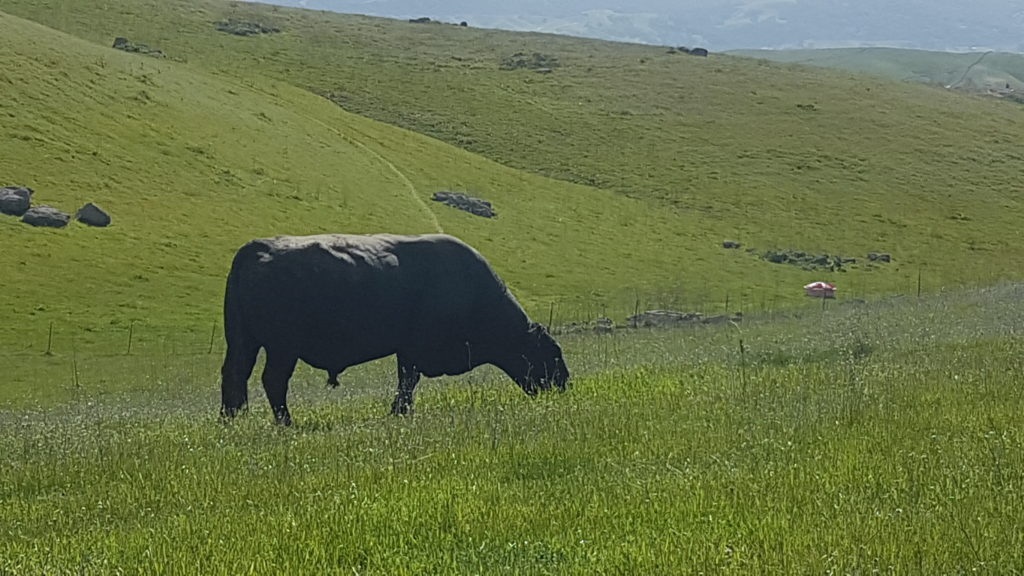 vache noire dublin san ramon tassajara trail