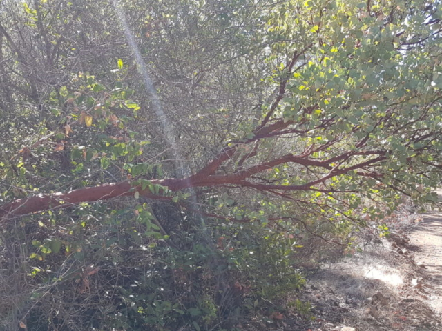 De drôles d'arbres à l'écorce rouge que nous avons croisé à plusieurs endroits.